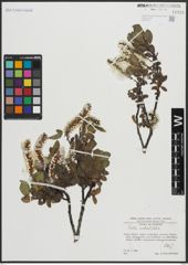 Foto von Salix arbutifolia Pall.